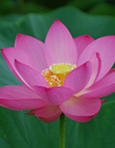 Lotus Room